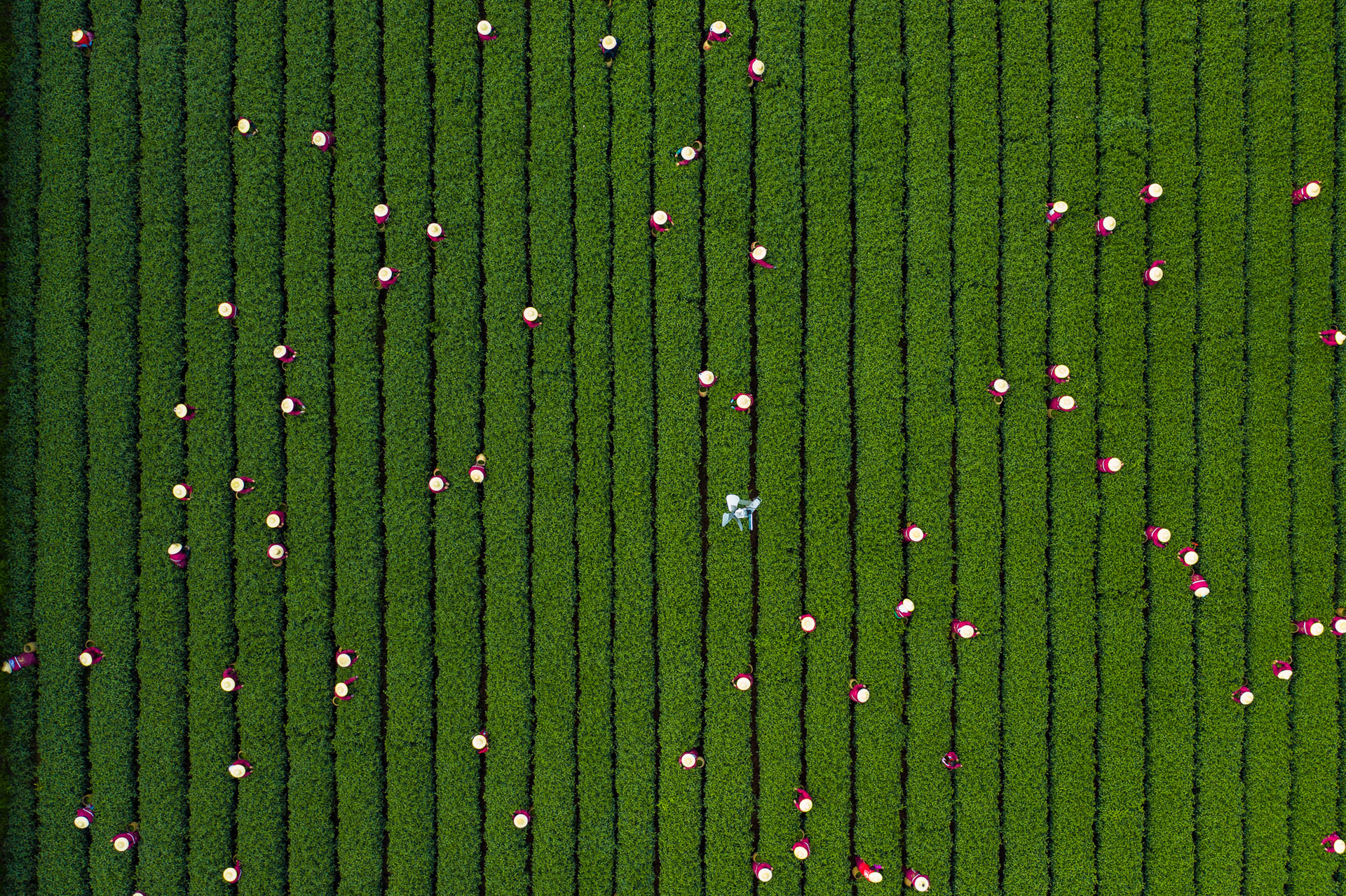 Aerial view of people in a green field